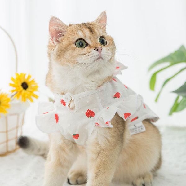 cat clothes strawberry printed bow thin summer lotus leaf lace skirt breathable comfortable bichon small dog pet costumes
cat clothes strawberry printed bow thin summer lotus leaf lace skirt breathable comfortable bichon small dog pet costumes