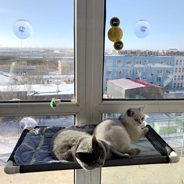 cat beds & furniture hammock hanging nest with sucker four seasons universal window sill swing minipet supplies
cat beds & furniture hammock hanging nest with sucker four seasons universal window sill swing minipet supplies