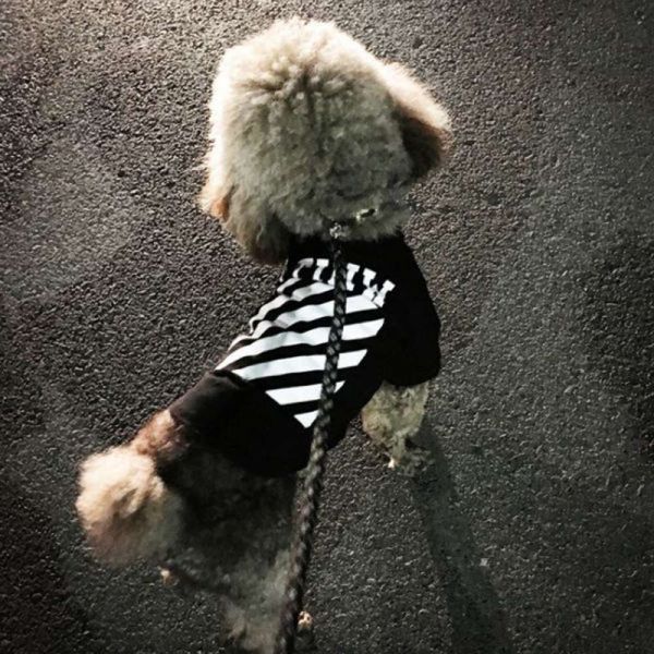 the dog clothes teddy cat net red spring and autumn thin summer dog clothing pet products
the dog clothes teddy cat net red spring and autumn thin summer dog clothing pet products