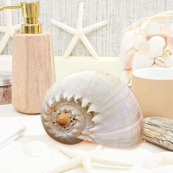 novelty items natural large conch coconut snail yellow fish life reef landscaping coral decoration specimens marine home m7d7
novelty items natural large conch coconut snail yellow fish life reef landscaping coral decoration specimens marine home m7d7