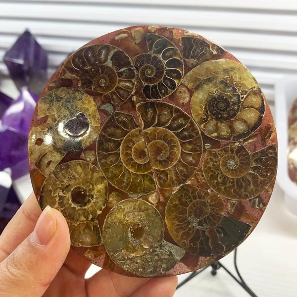 decorative objects & figurines natural ammonite disc fossil conch specimen slice healing crystal stone for home decor +1pcs sta
decorative objects & figurines natural ammonite disc fossil conch specimen slice healing crystal stone for home decor +1pcs sta