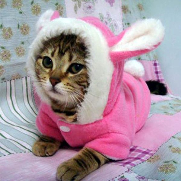cat costumes pet clothes mascotas costume for hoodies clothing puppy fleece warm jacket outfit
cat costumes pet clothes mascotas costume for hoodies clothing puppy fleece warm jacket outfit