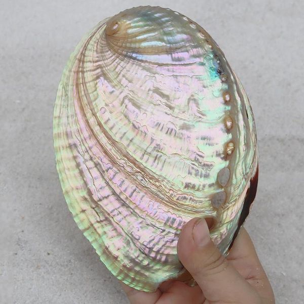 novelty items 12-13cm natural abalone shell nautical decor seashell beach wedding shells ocean jewelry diy aquarium home
novelty items 12-13cm natural abalone shell nautical decor seashell beach wedding shells ocean jewelry diy aquarium home