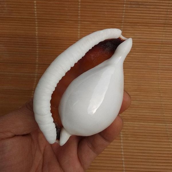 novelty items natural big treasure snail sea shell white aquarium landscaping window decoration creative gift
novelty items natural big treasure snail sea shell white aquarium landscaping window decoration creative gift