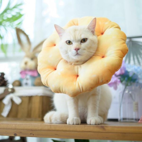 cat collars & leads pet and dog ring british short garfield sterilization anti-lick teddy bichon puppy simulation biscuit headgear
cat collars & leads pet and dog ring british short garfield sterilization anti-lick teddy bichon puppy simulation biscuit headgear