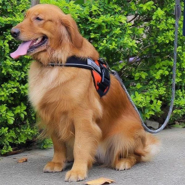 dog strap rope traction pet supplies leash nylon adjustable training lead collars & leashes
dog strap rope traction pet supplies leash nylon adjustable training lead collars & leashes