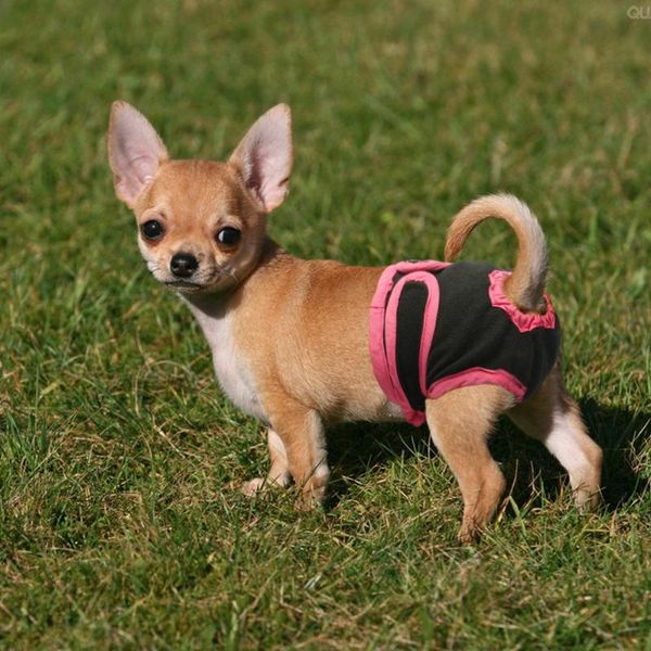 dog apparel pet underwear physiological pants puppy diaper female shorts for small meidium size dogs supplies
dog apparel pet underwear physiological pants puppy diaper female shorts for small meidium size dogs supplies