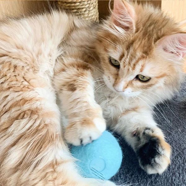 cat toys pet toy simulation frog vermicelli bird sound ball to attract pet's attention safety non-toxic silicone material
cat toys pet toy simulation frog vermicelli bird sound ball to attract pet's attention safety non-toxic silicone material