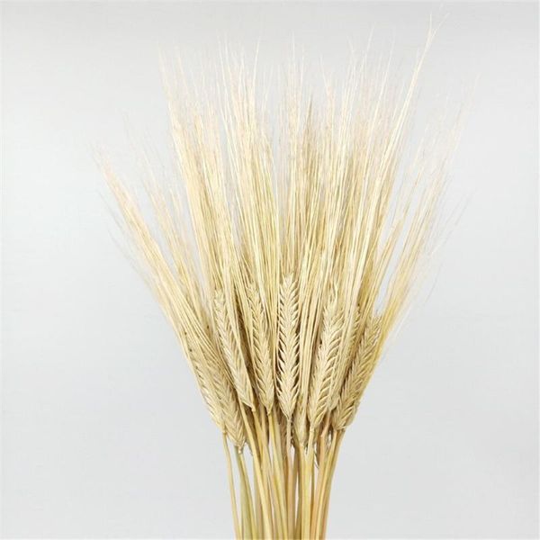 color wheat ears flower natural dried flowers home decor bouquet 100pcs/pack decorative & wreaths
color wheat ears flower natural dried flowers home decor bouquet 100pcs/pack decorative & wreaths