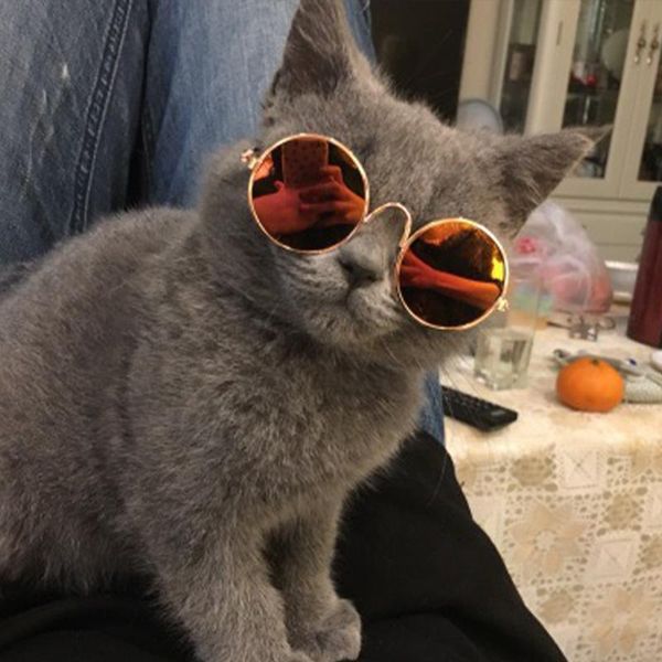 cat costumes dogs cats pet accessories glasses sunglasses harness accessory eye-wear pos props navidad 2022 happy year gift
cat costumes dogs cats pet accessories glasses sunglasses harness accessory eye-wear pos props navidad 2022 happy year gift