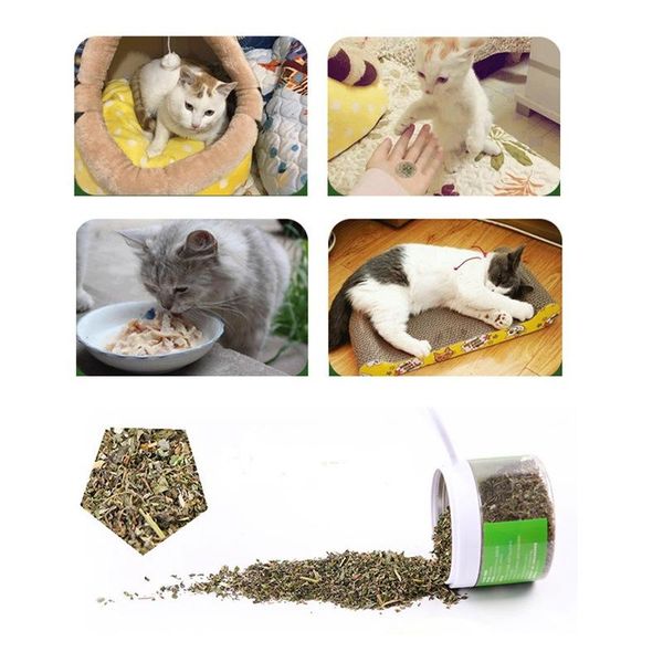 cat toys 250ml grass 100% natural premium catnip organic mint toy kitten for promoting digestion
cat toys 250ml grass 100% natural premium catnip organic mint toy kitten for promoting digestion