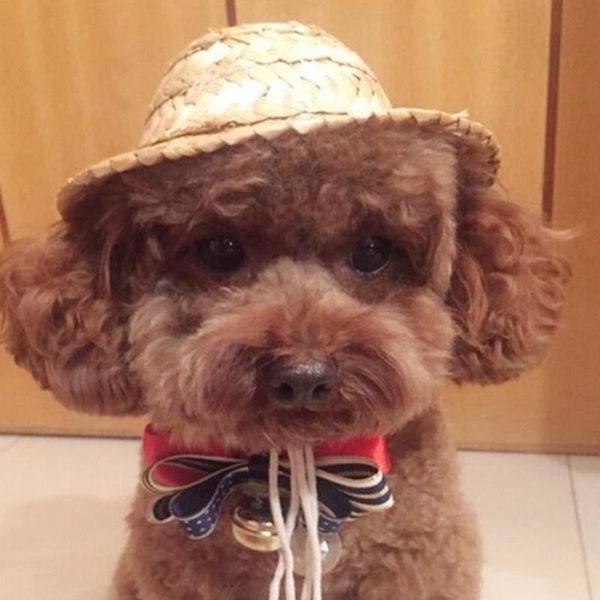 dog apparel 1pc outdoor hat cap pets animals accessories pomeranian casquettes petits chien pet for caps funny hats supplies
dog apparel 1pc outdoor hat cap pets animals accessories pomeranian casquettes petits chien pet for caps funny hats supplies