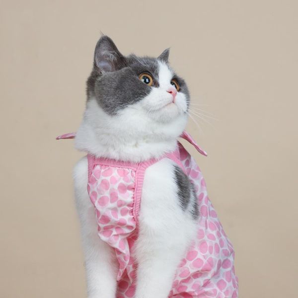 cat costumes summer breathable skirt hairless clothes accessories poodle pomeranian small dog vest
cat costumes summer breathable skirt hairless clothes accessories poodle pomeranian small dog vest