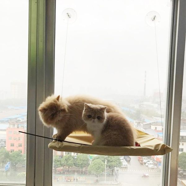 cat beds & furniture hammock pet hanging bed sunny window sucker wood shelf stable cushion mat pad playing fun comfortable safe
cat beds & furniture hammock pet hanging bed sunny window sucker wood shelf stable cushion mat pad playing fun comfortable safe