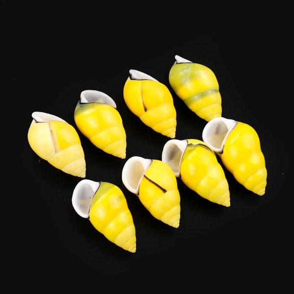 novelty items 2pc natural yellow conch snail hermit crab replacement shell fish tank landscape decor marine teach specimens collection craft
novelty items 2pc natural yellow conch snail hermit crab replacement shell fish tank landscape decor marine teach specimens collection craft