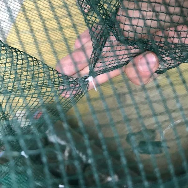 fishing accessories 6 holes foldable mesh nylon crab shrimp net trap cast dip cage bait for fish minnow crawfish mvi-ing
fishing accessories 6 holes foldable mesh nylon crab shrimp net trap cast dip cage bait for fish minnow crawfish mvi-ing