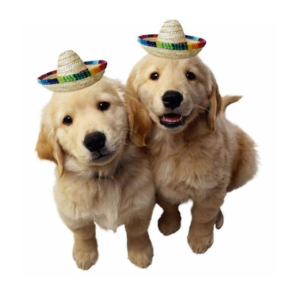 dog apparel pet mini straw hat sombrero mexican hats decorative party dogs hawaii style for funny accessories
dog apparel pet mini straw hat sombrero mexican hats decorative party dogs hawaii style for funny accessories