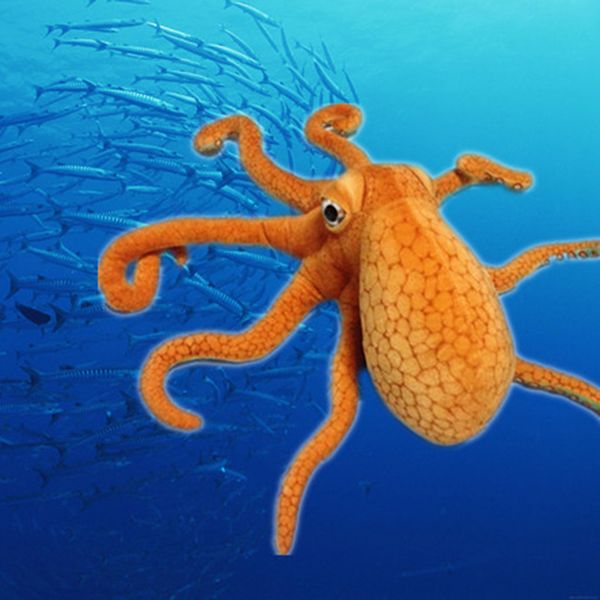 lifelike ocs underwater plush toy stuffed doll fuzzy smile face ocean animal 1880cm home car decor plushie children gift
lifelike ocs underwater plush toy stuffed doll fuzzy smile face ocean animal 1880cm home car decor plushie children gift