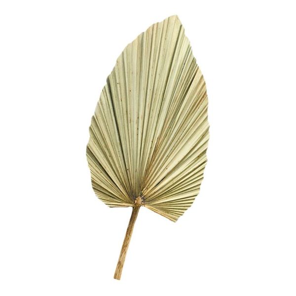 decorative flowers & wreaths 1pc fresh dried palm leaf ornament wedding arch arrangement decor (olive green)
decorative flowers & wreaths 1pc fresh dried palm leaf ornament wedding arch arrangement decor (olive green)
