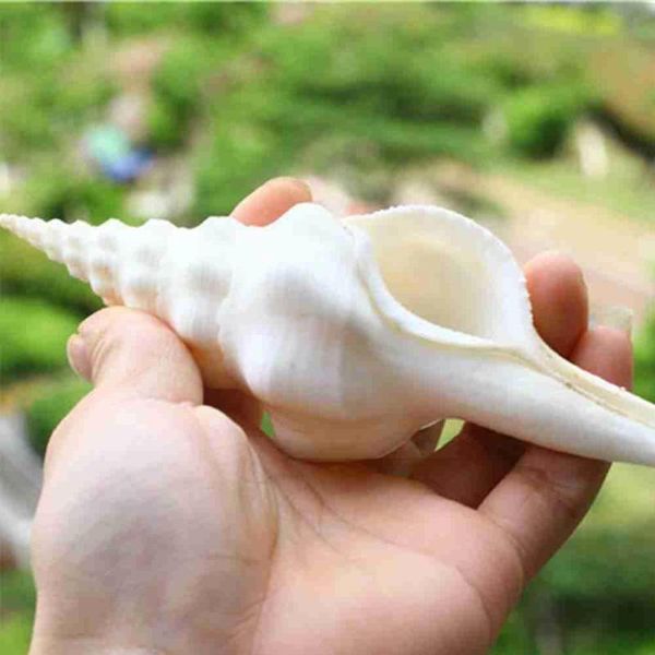 decorations trumpet shell white snail natural conch fish decoration shells tank w9m2
decorations trumpet shell white snail natural conch fish decoration shells tank w9m2