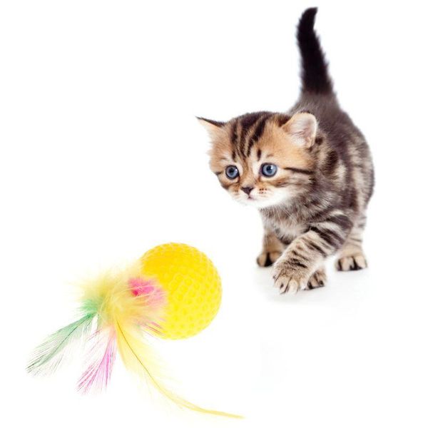 cat teaser golf ball feather colorful toys squeaky chew play intelligent interactive funny pet dog puppy kitten supplies
cat teaser golf ball feather colorful toys squeaky chew play intelligent interactive funny pet dog puppy kitten supplies
