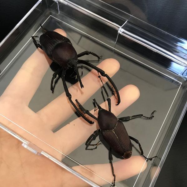 real insect specimen cyrtotrachelus buqueti guer school educational teaching aids artwork material decor decorative objects & figurines
real insect specimen cyrtotrachelus buqueti guer school educational teaching aids artwork material decor decorative objects & figurines
