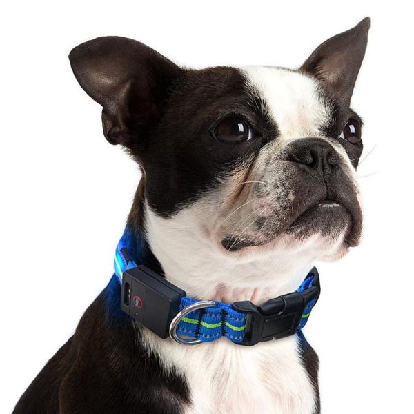 dog collars & leashes usb charging led collar anti-lost/avoid car accident for dogs puppies leads supplies pet products
dog collars & leashes usb charging led collar anti-lost/avoid car accident for dogs puppies leads supplies pet products