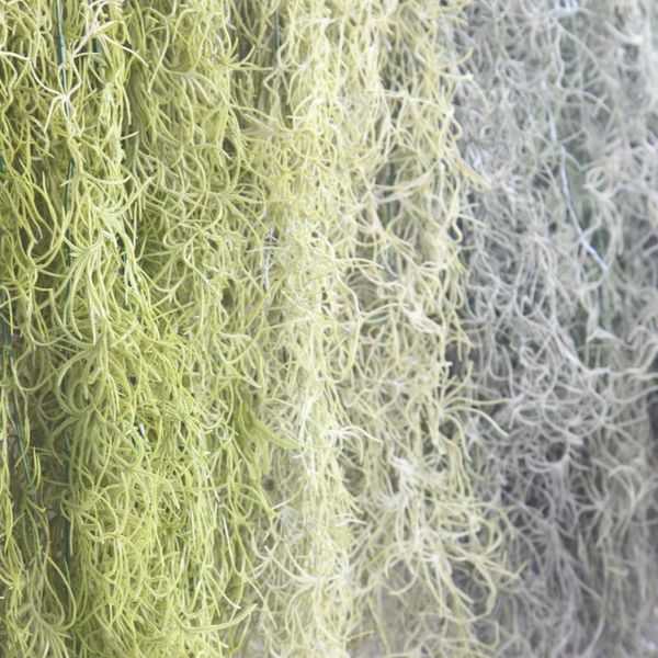 decorative flowers & wreaths 1 succulent plant air hanging vine grass artificial home back garden wedding decoration
decorative flowers & wreaths 1 succulent plant air hanging vine grass artificial home back garden wedding decoration