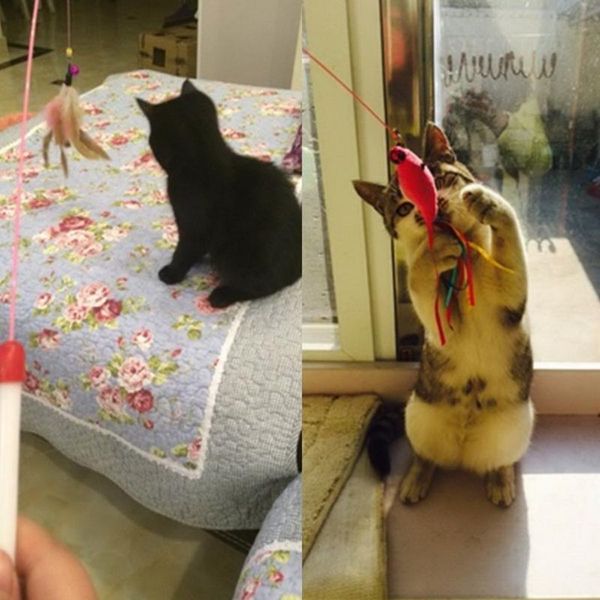 cat toys kitten pet toy wire chaser wand teaser feather with bell beads play fun
cat toys kitten pet toy wire chaser wand teaser feather with bell beads play fun