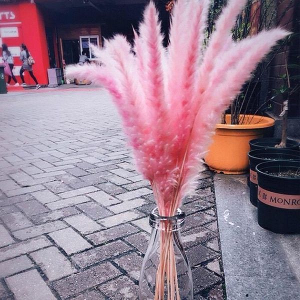 10/15/50pcs gradient lagurus ovatus natural dried flowers bouquet wheat ear bulrush wedding home decoration tail grass decorative & w wreath
10/15/50pcs gradient lagurus ovatus natural dried flowers bouquet wheat ear bulrush wedding home decoration tail grass decorative & w wreath
