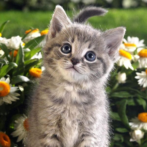 diamond painting diy 5d square tabby kitten and daisy flowers mosaic pattern rhinestones crystal handmade embroidery cat
diamond painting diy 5d square tabby kitten and daisy flowers mosaic pattern rhinestones crystal handmade embroidery cat