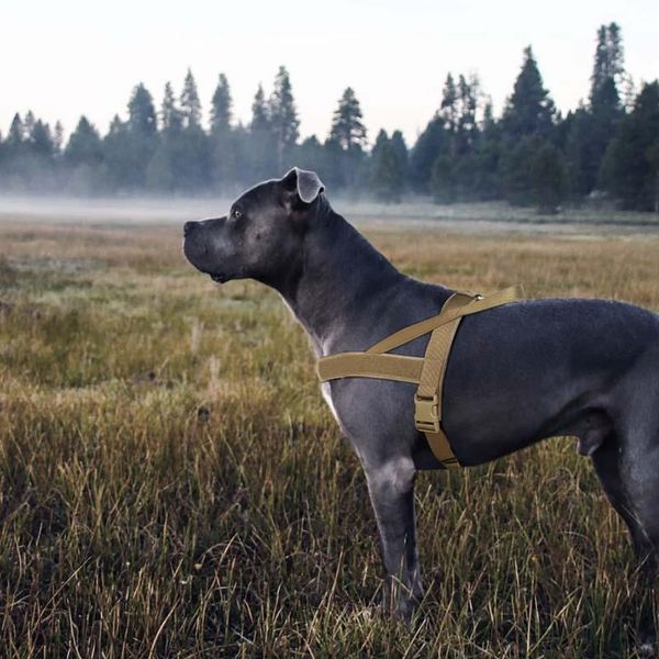 dog collars & leashes strap vest nylon breathable chest belt harness no tension for large and medium shepherd alaska pet supplies
dog collars & leashes strap vest nylon breathable chest belt harness no tension for large and medium shepherd alaska pet supplies
