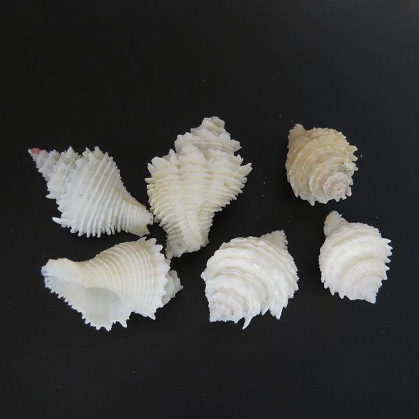 novelty items 1pc natural sea shells conch coquillage beach decor craft diy marine style fish tank seashells home micro-landscape decoration
novelty items 1pc natural sea shells conch coquillage beach decor craft diy marine style fish tank seashells home micro-landscape decoration