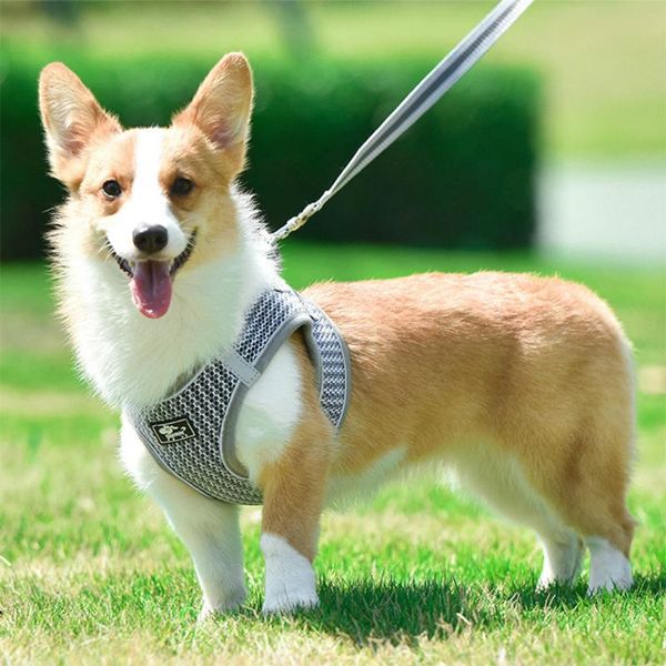 dog collars & leashes reflective breathable dogs vest harnesses pet outdoor walking with leash clothes adjustable supplies
dog collars & leashes reflective breathable dogs vest harnesses pet outdoor walking with leash clothes adjustable supplies