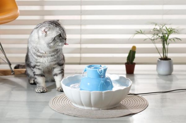 cat bowls & feeders automatic electric 2.1l pet water fountain dog drinking porcelain bowl
cat bowls & feeders automatic electric 2.1l pet water fountain dog drinking porcelain bowl