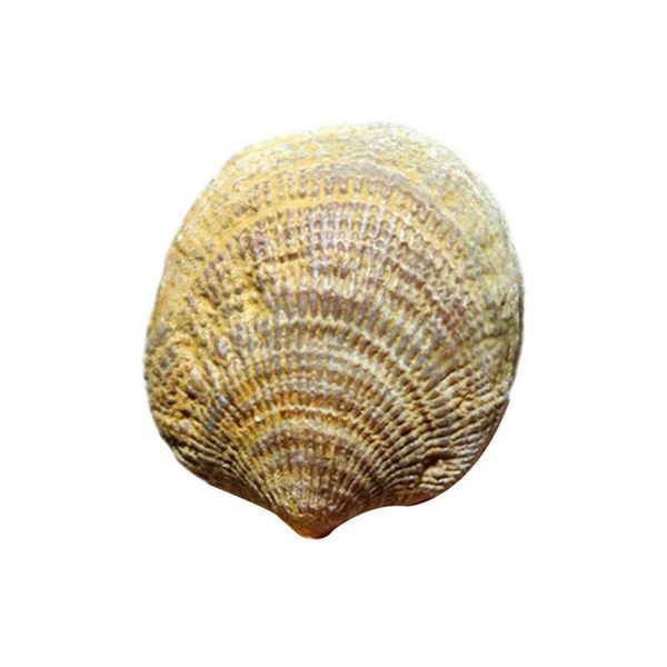 Decorations 1pcs Natural Shell Specimens, Paleontological Fossil Ancient Clams, Conch Shells, Fossils, Home
Decorations 1pcs Natural Shell Specimens, Paleontological Fossil Ancient Clams, Conch Shells, Fossils, Home
