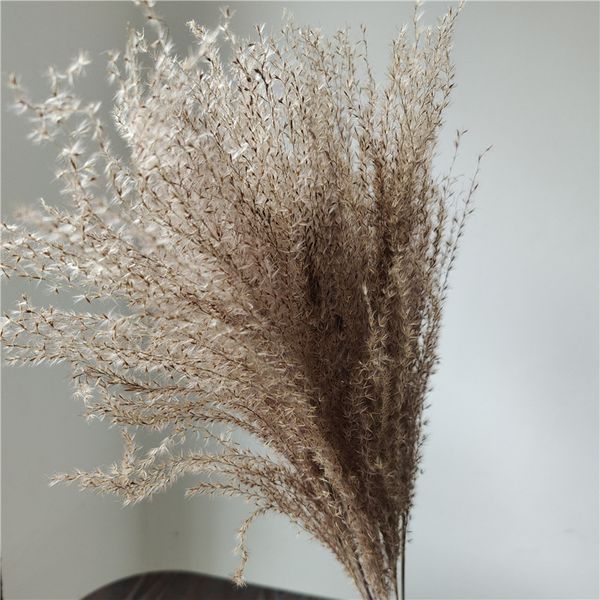 dekoration pampas grass horsetail whisk craft typha lagurus ovatus phragmites bouquet flores secas small reed wedding decoration
dekoration pampas grass horsetail whisk craft typha lagurus ovatus phragmites bouquet flores secas small reed wedding decoration