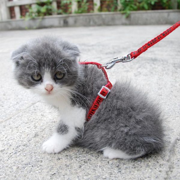 cat collars & leads 2 pieces/lot harness leash adjustable collar for kitten puppy small pet outdoor walking stripes
cat collars & leads 2 pieces/lot harness leash adjustable collar for kitten puppy small pet outdoor walking stripes