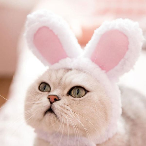 cat cute headgear seconds change festival play pet hat ears performance props funny headwear soft washable costumes
cat cute headgear seconds change festival play pet hat ears performance props funny headwear soft washable costumes