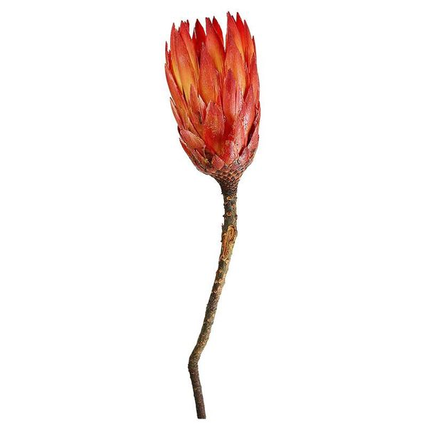 decorative flowers & wreaths 3pcs natural dried flower red snow lotus for home wedding xmax decor original immortal fowers storage time 2 ye
decorative flowers & wreaths 3pcs natural dried flower red snow lotus for home wedding xmax decor original immortal fowers storage time 2 ye