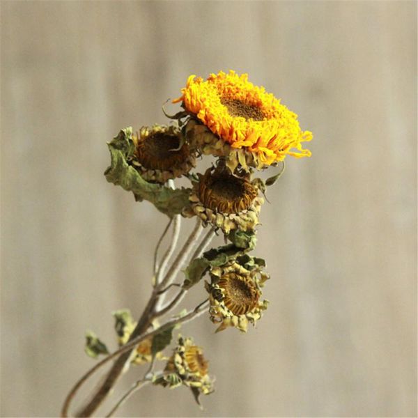 decorative flowers & wreaths 3 pcs natural original dried decor sunflowers real home wedding diy
decorative flowers & wreaths 3 pcs natural original dried decor sunflowers real home wedding diy