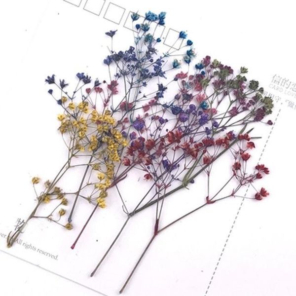 decorative flowers & wreaths baby breath framed pressed true plant for diy candle ornaments 80 pcs ent
decorative flowers & wreaths baby breath framed pressed true plant for diy candle ornaments 80 pcs ent