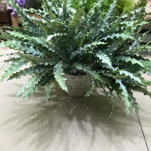 decorative flowers & wreaths artificial fern grass bouquet diy jungle party fake tropical cactus plant garden shop
decorative flowers & wreaths artificial fern grass bouquet diy jungle party fake tropical cactus plant garden shop