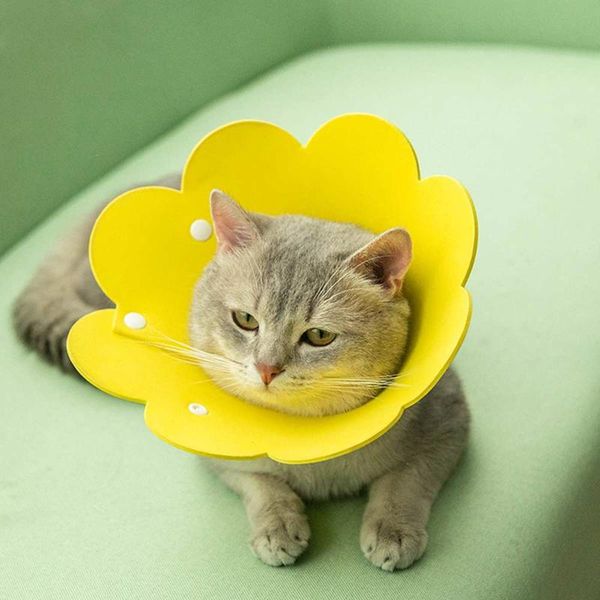 cat collars & leads cute pet protective for dogs cats wound healing protection dog anti-bite neck cone recovery circle
cat collars & leads cute pet protective for dogs cats wound healing protection dog anti-bite neck cone recovery circle