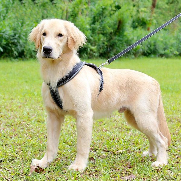 dog collars & leashes large and medium-sized pet chest cover mesh breathable big strap to walk the rope
dog collars & leashes large and medium-sized pet chest cover mesh breathable big strap to walk the rope