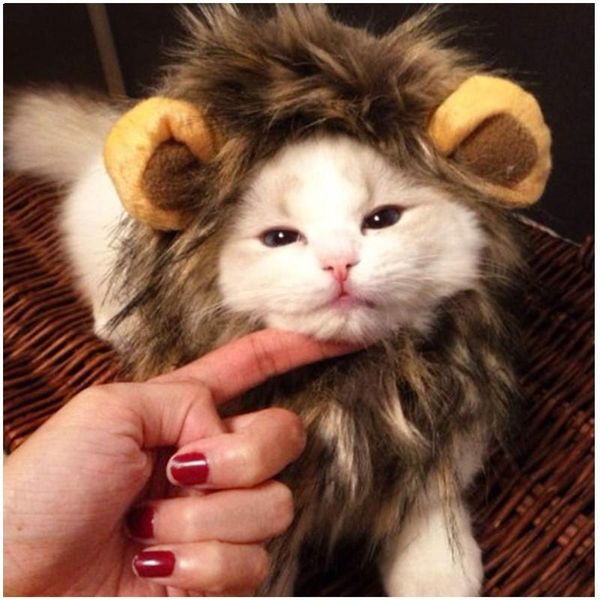 cute lion halloween cosplay wild lovely cat kitten costume wear headgear headdress play clothing cotton costumes
cute lion halloween cosplay wild lovely cat kitten costume wear headgear headdress play clothing cotton costumes