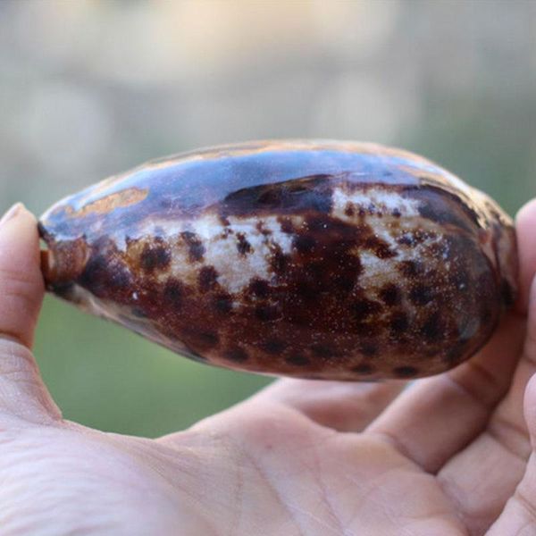 novelty items natural conch shell bush specimen screw fish tank aquarium landscape home collection ornaments cloud snail
novelty items natural conch shell bush specimen screw fish tank aquarium landscape home collection ornaments cloud snail