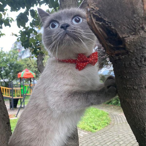 cat collars & leads pet collar dot point series bow tie with safety buckle neck ornament bowknot necktie for cats and small middle dog
cat collars & leads pet collar dot point series bow tie with safety buckle neck ornament bowknot necktie for cats and small middle dog
