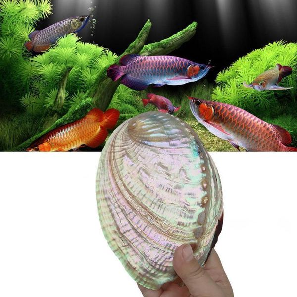 natural mexico abalone shell big conch home decoration aquarium landscaping wedding landscape decoraition originality crafts novelty items
natural mexico abalone shell big conch home decoration aquarium landscaping wedding landscape decoraition originality crafts novelty items
