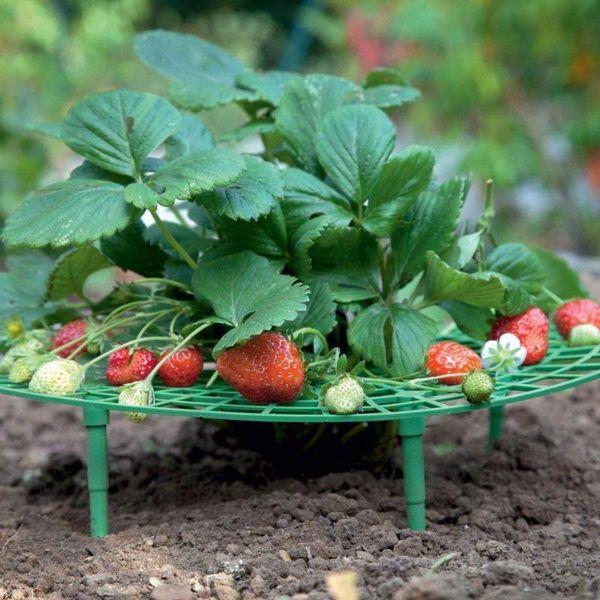 other garden supplies 5/10/20 pcs strawberry stand frame holder balcony planting rack fruit support plant flower climbing vine pillar
other garden supplies 5/10/20 pcs strawberry stand frame holder balcony planting rack fruit support plant flower climbing vine pillar